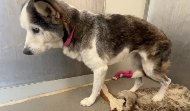 Faith: A Dog's Journey from Trauma to Trust
